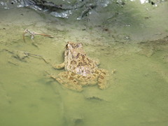 Fejervarya limnocharis