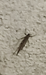 Anacridium aegyptium