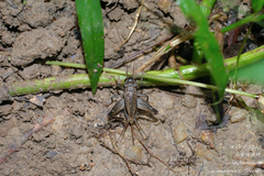 Loxoblemmus