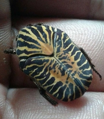 Gymnetis stellata