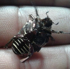 Gymnetis stellata