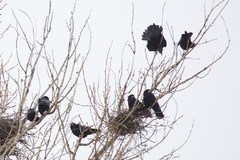 Corvus frugilegus