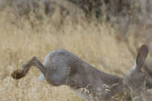 White-tailed Jackrabbit photographed in Oregon