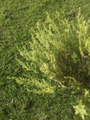 Baccharis coridifolia