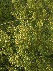 Baccharis coridifolia