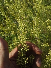 Baccharis coridifolia