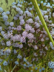 Chromolaena hirsuta