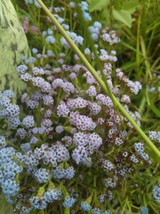 Chromolaena hirsuta