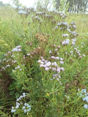 Chromolaena hirsuta