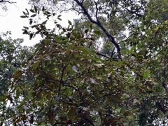 Castanopsis tribuloides