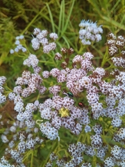 Chromolaena hirsuta