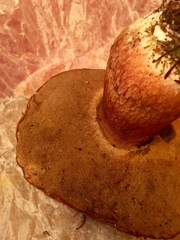 Boletus fibrillosus