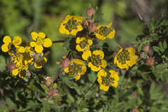 Bupleurum triradiatum