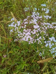 Chromolaena hirsuta