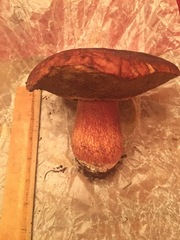 Boletus fibrillosus