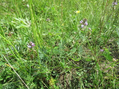 Oxytropis glabra
