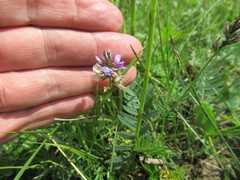Oxytropis glabra