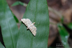 Lamprosema tampiusalis