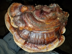 Ganoderma martinicense
