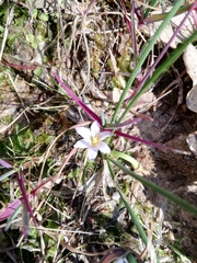 Romulea columnae