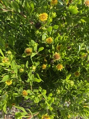 Borrichia arborescens