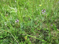 Oxytropis glabra