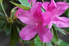Rhododendron pulchrum phoeniceum