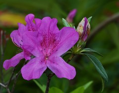 Rhododendron pulchrum phoeniceum