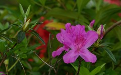 Rhododendron pulchrum phoeniceum