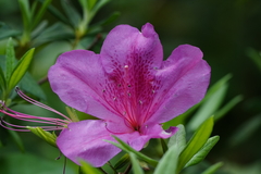 Rhododendron pulchrum phoeniceum
