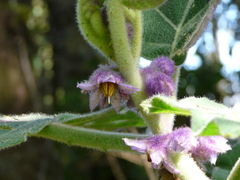 Solanum quitoense