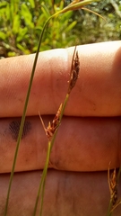 Ficinia fascicularis