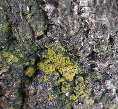 Candelariella xanthostigma