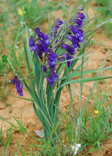 Steppe Gladiolus