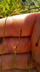 Ficinia fascicularis