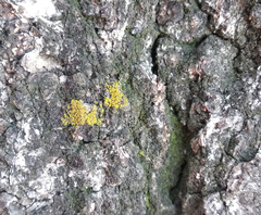 Candelariella xanthostigma