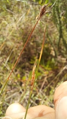 Ficinia fascicularis