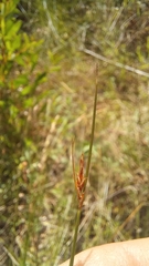 Ficinia fascicularis