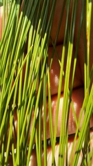 Ficinia fascicularis