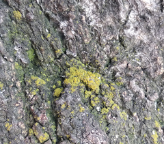 Candelariella xanthostigma