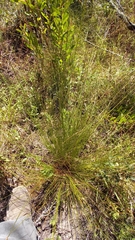 Ficinia fascicularis