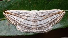 Scopula opicata