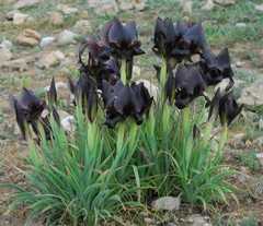 Iris nigricans