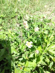 Tridax procumbens