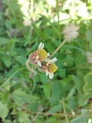 Tridax procumbens
