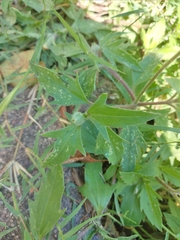Tridax procumbens