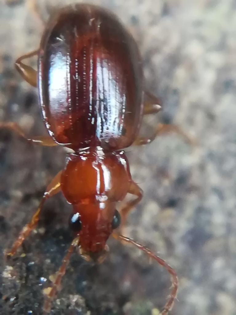 Ocys tachysoides