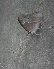 Eulaceura osteria