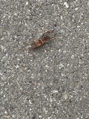 Leptoglossus clypealis