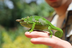 Kinyongia multituberculata